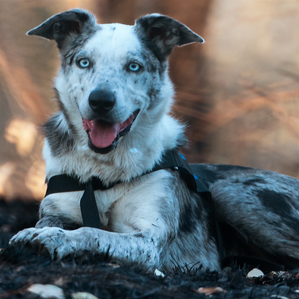 Top Dog Film Festival Cowra Civic Centre